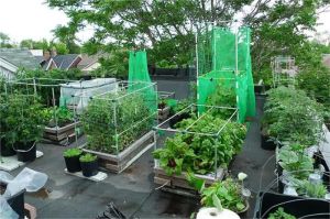 kebun sayur di atap rumah