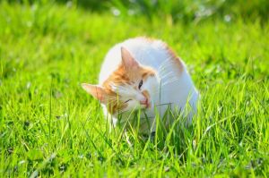 Kebiasaan kucing makan rumput, apakah berbahaya?(shutterstock)