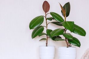 Ilustrasi rubber plant atau tanaman karet (Ficus elastica). (SHUTTERSTOCK/ELENA-GRISHINA)