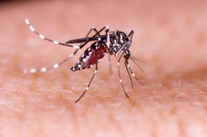 Ilustrasi DBD. Dokter spesialis penyakit dalam mengungkapkan bahwa demam berdarah dengue bisa menyebabkan kematian, sehingga tidak boleh diremehkan. (Shutterstock/Tacio Philip Sansonovski)