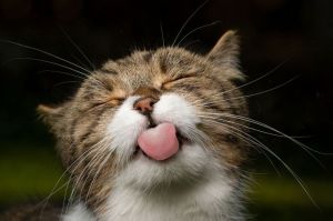 Ilustrasi kucing, ilustrasi lidah kucing.(SHUTTERSTOCK / Nils Jacobi)