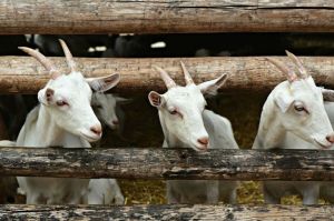 Ilustrasi kambing, ternak kambing. (PIXABAY/MABELAMBER)