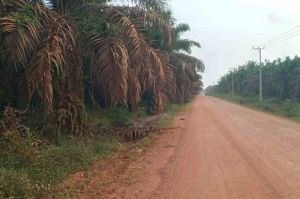 Salah satu perkebunan sawit di Koba, Bangka Tengah, Kepulauan Bangka Belitung, Minggu (19/5/2024).(KOMPAS.com/HERU DAHNUR)