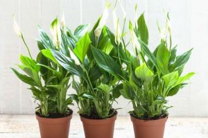 Ilustrasi tanaman peace lily.(SHUTTERSTOCK/PHOTOLIFE_STYLE)