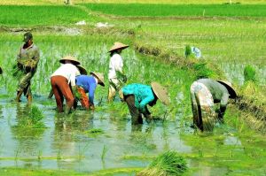 Ilustrasi pertanian, petani.(PIXABAY/HARTONO SUBAGIO)