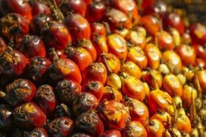 Ilustrasi kelapa sawit. Harga referensi CPO untuk Juni 2025 turun 7,36 persen menjadi 856,38 dollar AS per ton.