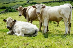 Ilustrasi sapi. Pilih hewan kurban yang sehat, tidak cacat, dan cukup umur untuk menjaga sahnya ibadah sekaligus melindungi kesehatan manusia dari risiko penyakit zoonosis.(UNSPLASH/ALEX BAKER)