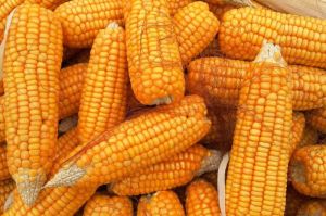 Ilustrasi jagung.(PIXABAY/MUHAMMAD AAMIIR AKHTER)
