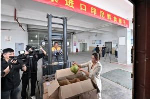 seorang staf perusahaan perdagangan buah-buahan di China sedang memeriksa dan memamerkan kelapa segar yang diimpor dari Indonesia di Bandar Udara Internasional Changleyuan