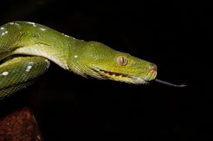 Morelia Viridis atau Green Tree Phyton warna hijau, adalah salah satu satwa asli dan endemik tanah Papua yang dilindungi oleh pemerintah Indonesia.(KOMPAS.COM/ARSIP BBKSDA PAPUA BARAT)