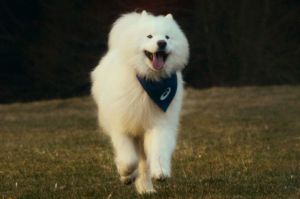 Felix The Samoyed adalah seekor anjing influencer yang ditunjuk menjadi brand ambassador ASICS.(Dok. Situs Resmi ASICS)