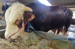 Sapi dari ras simmental dan sapi limousin ini berada di kandang warga pada Padukuhan Bantengan Kidul, Kalurahan Brosot, Kapanewon Galur, Kabupaten Kulon Progo, Daerah Istimewa Yogyakarta.
