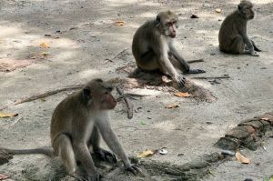 Monyet Liar di Pantai Bama, Taman Nasional Baluran, Situbondo, Jawa Timur.(KOMPAS.com/ANGGARA WIKAN PRASETYA)