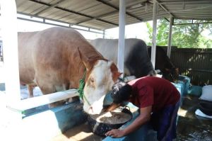 Sapi bernama Parjo dengan bobot luar biasa, 1,15 ton, menjadi pilihan Presiden Prabowo Subianto untuk hewan kurban pada Hari Raya Idul Adha 1446 Hijriah. (Tangkapan layar situs Pemkot Tangerang)
