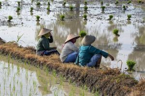 petani merugi meski harga pangan naik