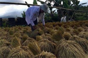 petani memanen hasil pertanian untuk diekspor
