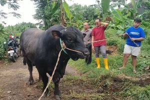 Sapi Raksasa Mike Tyson dari Pekalongan Jadi Hewan Kurban Presiden Prabowo