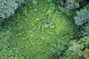 Terdampar di Rawa Mematikan Amazon 36 Jam, 5 Penumpang Pesawat Selamat dari Aligator dan Anakonda