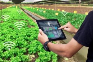 Ilustrasi sensor tanaman pintar dipasang di ladang dengan data hasil pemantauan tampil di layar smartphone petani