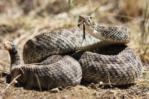 Waspada! 5 Tanaman Cantik Ini Ternyata Bisa Mengundang Ular ke Pekarangan Rumah