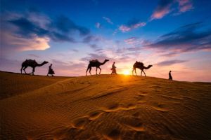 Misteri Unta Liar Australia: Kenapa Negeri Ini Punya Populasi Terbanyak di Dunia?