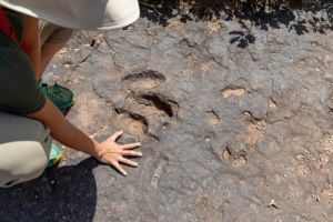 Misteri Dunia yang Hilang Terkuak: Jejak Fosil Langka di Sumba dan Legenda Atlantis dari Dasar Laut