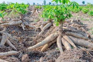 Waspada! 3 Kombinasi Makanan yang Tidak Boleh Dikonsumsi Bersamaan dengan Singkong Rebus