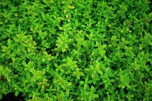 Daun Kecil, Untung Besar: Mengapa Thyme Indonesia Jadi Incaran Jepang dan Eropa?