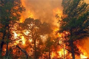 asap tebal akibat kebakaran hutan di musim kemarau