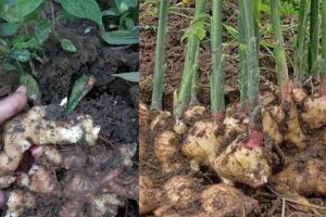 Ini Dia Teknik Menanam Jahe di Rumah untuk Kesehatan Optimal, Yuk Lihat