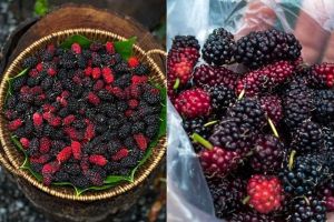 Segar dan Kaya Manfaat! Kenali 5 Jenis Buah Beri yang Baik untuk Kesehatan