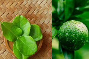 Ini Dia! Daun Jeruk: Rahasia Terapi Alami untuk Stres dan Masalah Kulit
