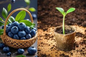 Ini Dia Jenis Tanaman Buah yang Mudah Ditanam Dalam Pot Kecil dan Cepat Berbuah,Yu Simak!