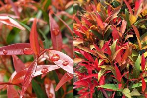 Ini Dia Keistimewaan Daun Pucuk Merah yang Belum Banyak Diketahui serta Cara Mengolahnya, Yuk Simak!