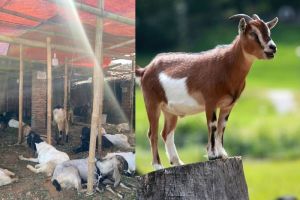 Akikah atau Kurban? Apa yang Lebih Utama Menurut Islam?