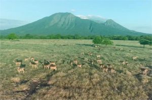 pemandangan savana Taman Nasional Baluran dengan latar Gunung Baluran dan rusa liar