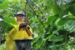 petani memanen kopi di perkebunan dengan latar belakang pemandangan alam hijau