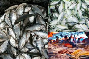 Inilah 10 Jenis Ikan dengan Kadar Merkuri Tinggi yang Beredar di Indonesia ! Yu Simak