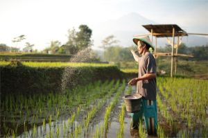 petani membawa pupuk di sawah