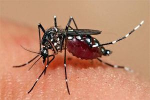 ilustrasi nyamuk Aedes aegypti di permukaan kulit manusia