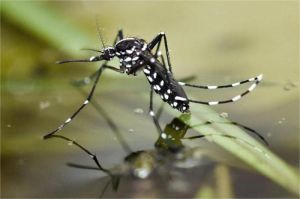nyamuk Aedes aegypti penyebab demam berdarah dan genangan air di sekitar rumah