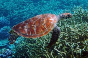 Pemerintah Susun RAN 2025-2029 untuk Lindungi Penyu dan Cetacea