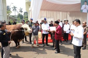 Jaksa Agung Kurban Sapi Berbobot 1,3 Ton: Terberat Kedua di Indonesia