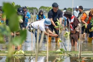 Jateng Bergerak! 15.000 Orang Tanam Mangrove di 17 Wilayah Sekaligus