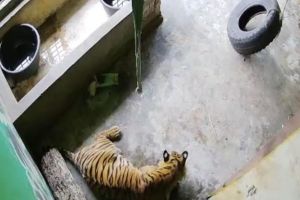 Harimau Sumatera Mati Akibat Terjerat Sling Baja