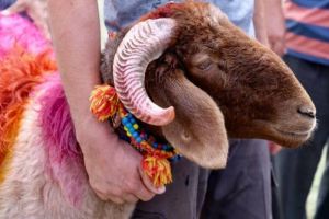 Rahasia di Balik Pembagian Daging Kurban: Siapa Saja yang Berhak Menerimanya?