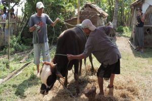 Kurban Iduladha: Lebih Utama Kambing Sendiri atau Patungan Sapi? Ini Penjelasannya