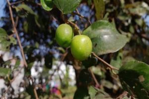 Buah Kecil Seribu Manfaat: Rahasia Kesehatan Daun dan Buah Bidara Cina yang Jarang Diketahui!