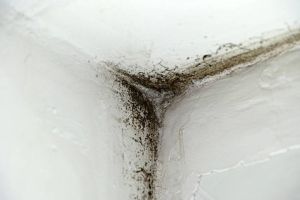 Waspadai Black Mold: Jamur Berbahaya di Rumah yang Bisa Merusak Napas dan Kesehatan Anda