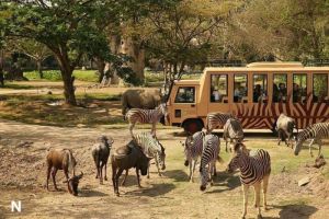 Bali Safari Siap Menyambut Kehadiran Wisatawan Selama Liburan Sekolah